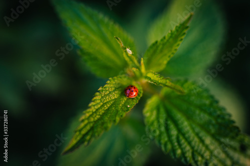 Fotografía High Angle View Of Lady Bug On Leaf