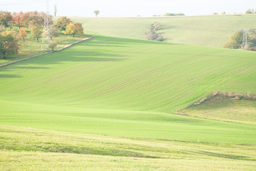 Canvas Print - Wheat seedlings on a farm field