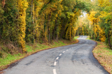 Wall Mural - Armentia Forest in autumn, in Vitoria-Gasteiz, Basque Country, Spain