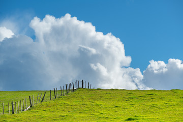 Wall Mural - Generic green farmland with blue sky and fluffy white clouds behind.