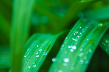 Raindrops on leaves