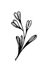 Hand drawn floral design element. Vector illustration of a snowdrop in sketch style isolated on white