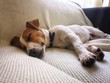 śpiący mały pies ,  Jack Russell Terrier, terrier, młody pies