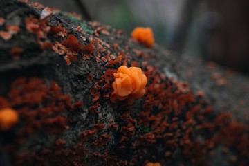 Sticker - Closeup shot of orange fungi with blurred background