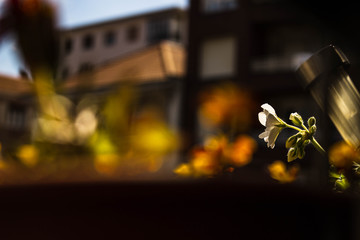 flor en un tiesto de un balcón dando el sol por la mañana se ven los edificios de fondo tienes colores vivos 