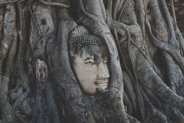 Wall Mural - Background antique buddha stone head statue in Banyan tree root Thailand Ayutthaya in Wat Mahathat buddhist ancient temple. Thai tourist pray for good luck, zen peaceful and holy meditation relax.