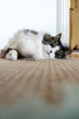 © joisbalu - Norwegian forest cat sleeping on floor mat