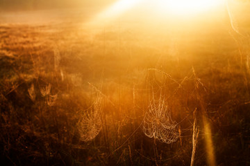 Wall Mural - Golden hour background with wet grass in the dew and spider webs in the meadow.