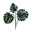 monstera leaf silhouettes vector