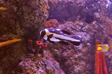 Wall Mural - Tropical fish in the aquarium