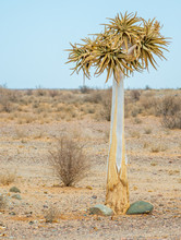 Quiver Tree In The Desert