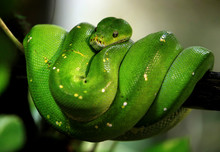 Green  Python, Australian Nature Snake