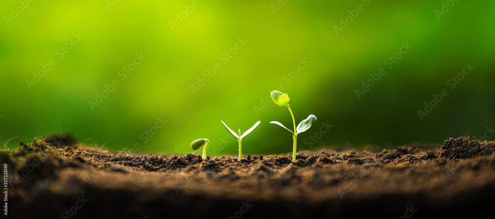Three saplings are growing on the soil and a natural green background - obrazy, fototapety, plakaty 