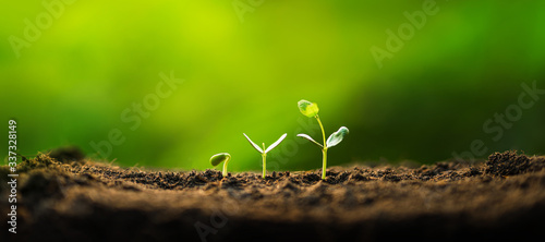 Three saplings are growing on the soil and a natural green background Poster Mural XXL