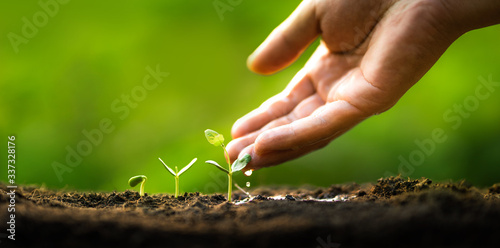 Cuadros en Lienzo Three saplings are growing on the soil and a natural green background