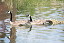 Canada Geese With Goslings Swimming In Lake