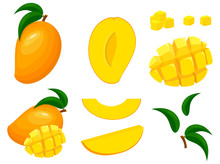 Set Of Fresh Whole, Half, Cut Slice Mango Fruits Isolated On White Background. Summer Fruits For Healthy Lifestyle. Organic Fruit. Cartoon Style. Vector Illustration For Any Design.