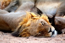 Lion Sleeping Close-up Free Stock Photo - Public Domain Pictures