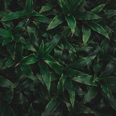 Wall Mural - tropical leaves texture,abstract nature leaf green texture background.vintage dark tone,picture can 