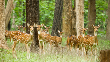 Spotted dear in the deep jungles of chhattisgarh india. wildlife in india, in the big group 