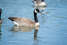 Close-up Of Canada Goose Swimming In Lake