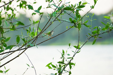 Little bird holding on the branch of tree with clear sky background