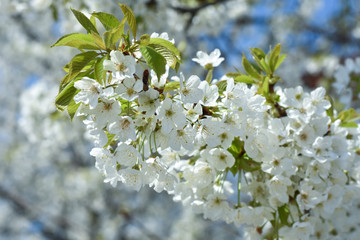 Wall Mural - Beautiful spring cherry blossom. Sweet cherry in full blossom in spring. Spring background