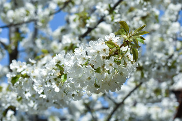 Wall Mural - Beautiful spring cherry blossom. Sweet cherry in full blossom in spring. Spring background