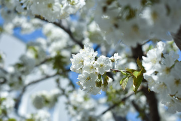 Wall Mural - Beautiful spring cherry blossom. Sweet cherry in full blossom in spring. Spring background