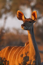 Kudu In The Wild