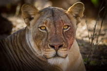 Lioness With Blood On Face