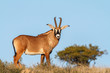 roan antelope in the wild