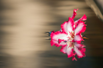 pink 'impala lily' flowers float on water