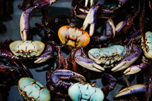 Blue Crabs For Sale At The Market, Rio De Janeiro, Brazil