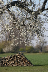 Wall Mural - Birnbaum im Frühling