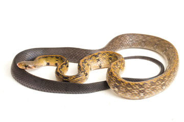 Wall Mural - Coelognathus flavolineatus, the black copper rat snake or yellow striped snake, is a species of Colubrid snake found in Southeast Asia. isolated on white background