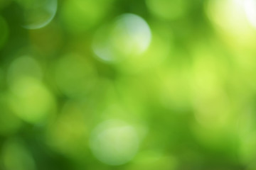 Wall Mural - bokeh background from green leaves on the tree with green bokeh light green with a blurred yellow th
