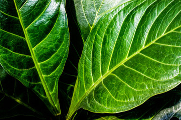 closeup nature view of green leaf texture, dark wallpaper concept, nature background, tropical leaf