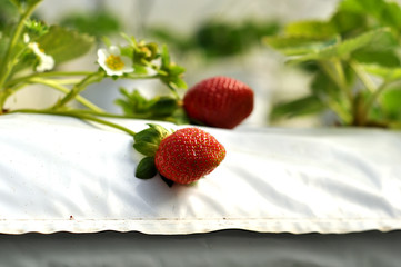 Strawberries being grown irrigation system green house.