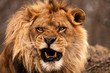 Portrait of a male African lion
