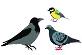 Fototapeta Dinusie - crow, pigeon, tit mouse. vector illustration of a birds