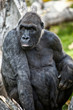 Westlicher Flachlandgorilla, Gorilla gorilla gorilla