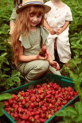 Wall Mural - Beautiful young caucasian mother with her children in a linen dress with a basket of strawberries gathers a new crop and has fun with the children