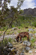 Inca Trail, Donkeys