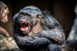 Schimpanse, Pan troglodytes