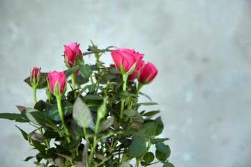 Wall Mural - Roses on a blurred concrete wall background. Houseplant, indoor flowers