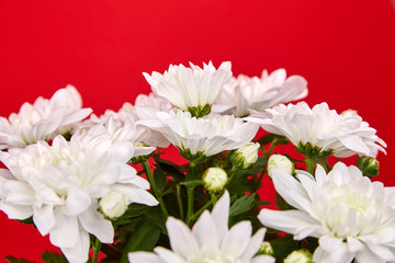 Wall Mural - Chrysanthemum plant. White chrysanthemum flowers, bouquet, houseplant on red background