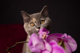 Fototapeta Storczyk - British shorthair cat with orchid