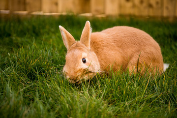 Rabbit eating the grass 