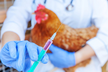 Veterinarian woman with syringe holding and injecting chicken on ranch background. Hen in vet hands for vaccination in natural eco farm. Animal care and ecological farming concept.